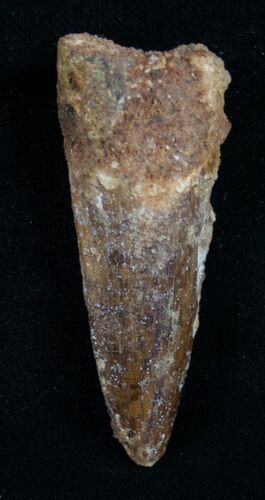 Juvenile Spinosaurus Tooth #10492